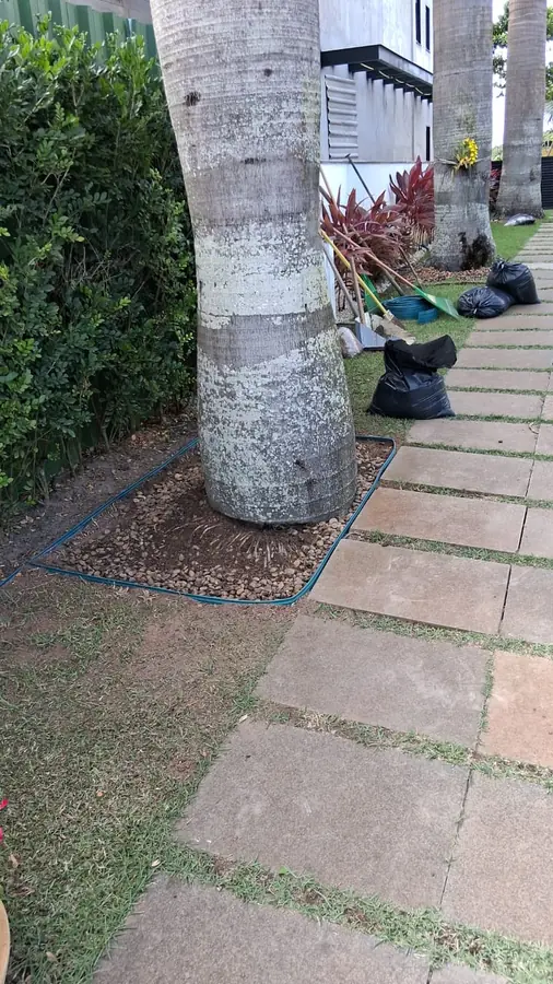 Canteiro com mulch ao redor de palmeira e caminho de pedras