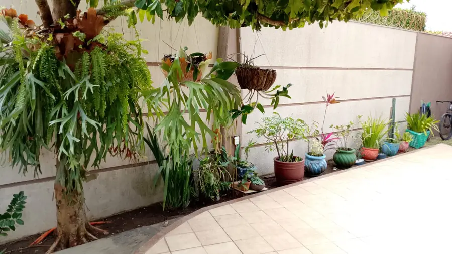 Jardim de quintal com caminho e pergolado